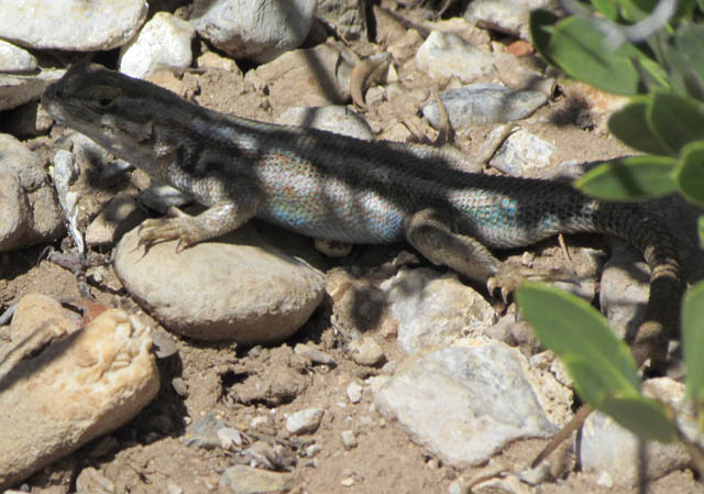 Male Sagebrush Lizard